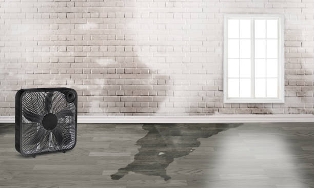 Best Water damage mitigation services  in Berryville, TX